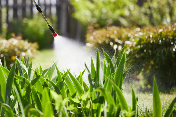 24/7 Emergency Termite Control experts in International Falls, MN